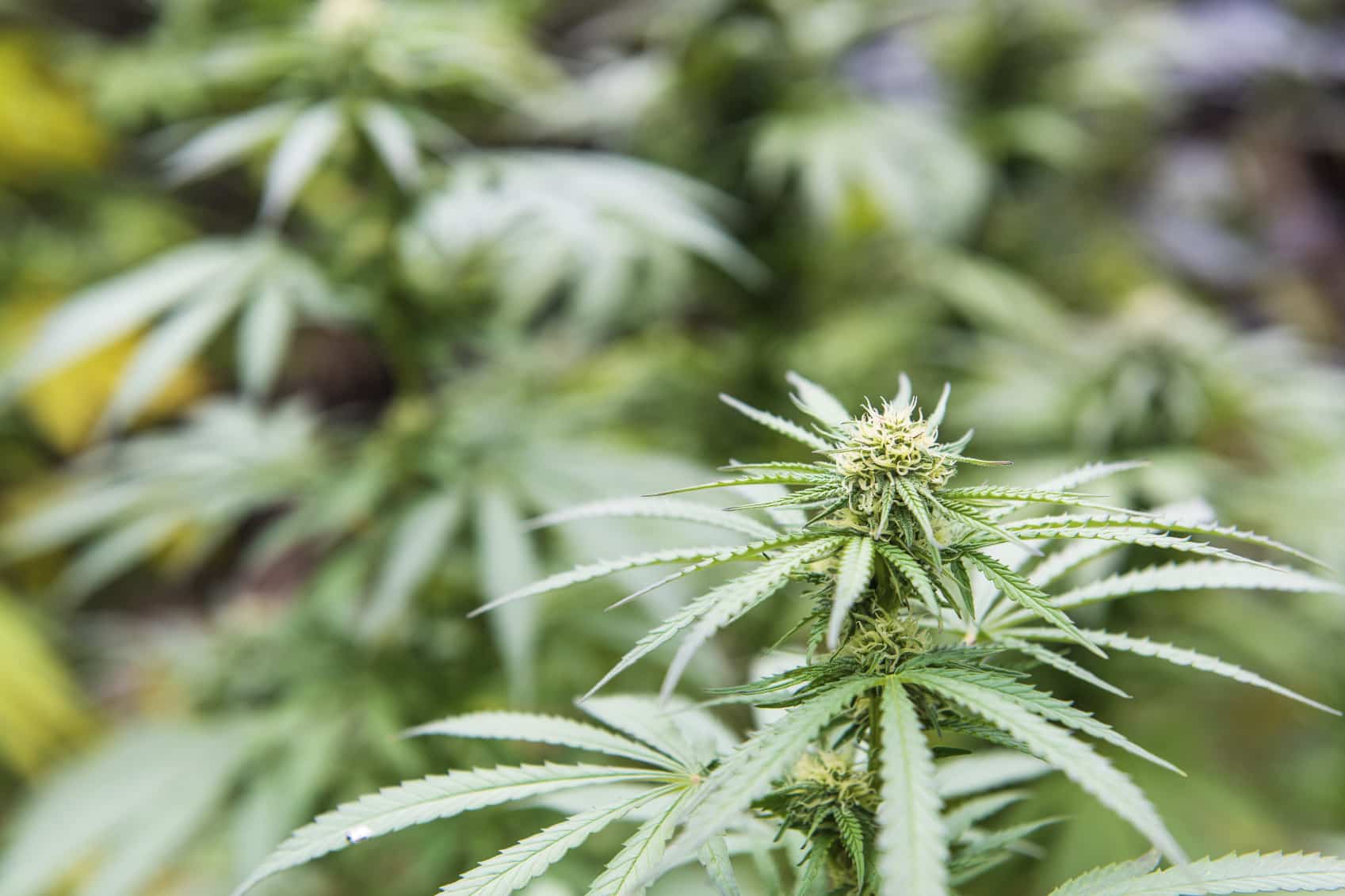 Fall River Pot Shop Cleared to Open
